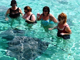Snorkel with the Stingrays!