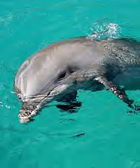 You can even kiss the dolphins!